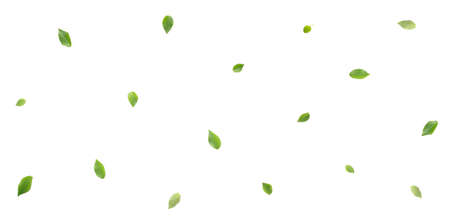 Green leaves on white background. Elm Tree leaves on white. Top view. Flat layの写真素材