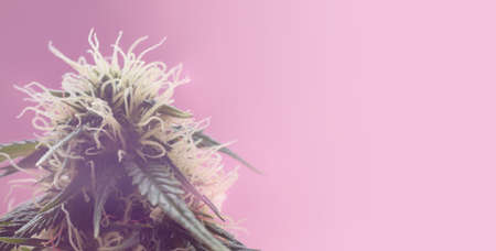 flowering Medical Marijuana bud. Long banner with cannabis in aesthetic modern look. Hemp flower for cosmetic background, or medications with hemp use. Banner with place for text. Macro photoの写真素材