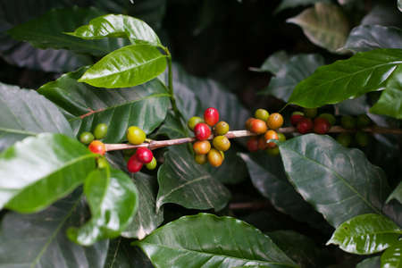 Coffee beans on a branch at coffee tree plantation. Fresh green and red juicy berries of coffee at organic farm in Colombia. Photography of ripening process of coffee beans.の写真素材