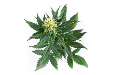 Top view of marijuana plant isolated on white background. Cannabis flowering bud.の写真素材