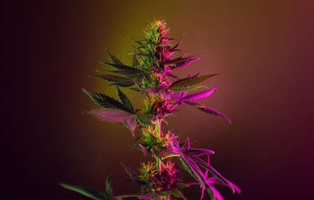 Purple Cannabis fowering plant on purple violet background. Long horizontal banner with colored marijuana. Photo with cannabis bud in modern aesthetic style. Purple medical marijuana flower.の写真素材