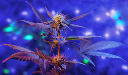 New Year purple cannabis plant on shining background. Winter holiday concept with marijuana plant in glowing lights background.の写真素材