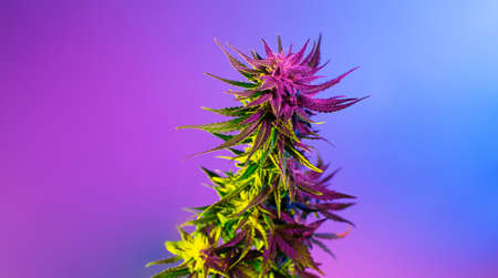 Cannabis plant with big purple bud. Beautiful aesthetic hemp flower. Modern cannabis background. Purple medical marijuana hemp legalize colorful concept bannerの写真素材