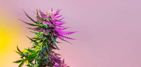 Cannabis Modern Banner Background, Medical Marijuana Plant with Purple Bud. Colorful and Aesthetic Medicinal Cannabis Hemp. Marijuana Long Banner with Space for Text.の写真素材