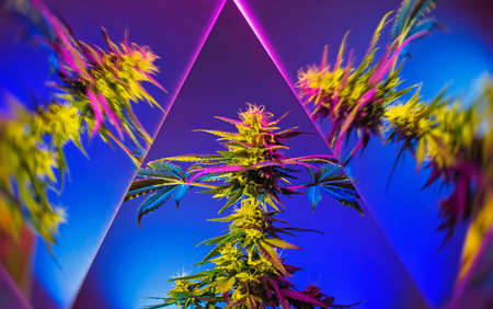 Modern cannabis background. Colorful creative marijuana banner with mirror reflection effect. New aesthetic look on medical marijuana. Art photography of multicolored cannabis plant on blue backdropの写真素材
