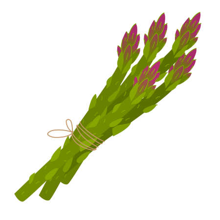 Asparagus vector illustration isolated on white background. Green with purple asparagus sprouts in bunch. Illustration in cartoon styleのイラスト素材