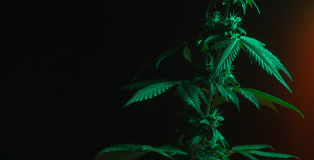 Leafs of Marijuana Cannabis Plant on dark background.