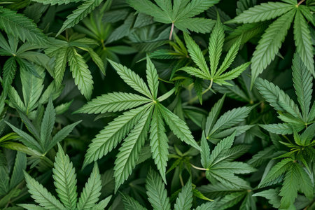 Idealistic cannabis leaves green background, texture pattern, top viewの写真素材