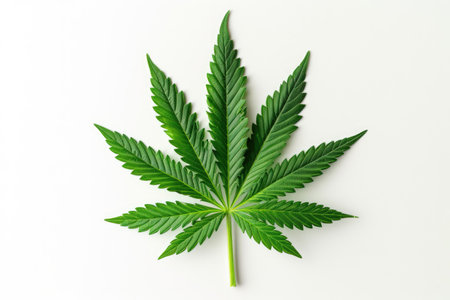 Cannabis leaf on white background, top view. Perfect idealistic hemp sativa leaf isolated on whiteの写真素材