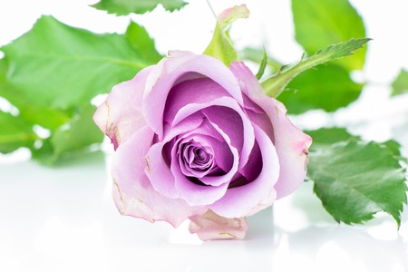 Pink rose from the top view, which lies with green foliage on a white background.の写真素材