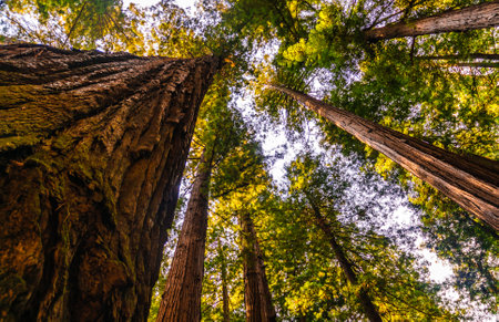 Looking up from the base of a Sequoia tree, Calaveras Big Trees State Park, Californiaの写真素材