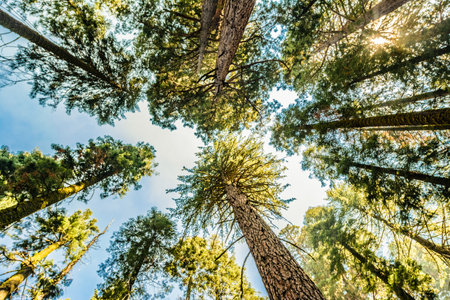 Below pine tree in forest at fall. Looking Up In Autumn Pine Coniferous Forest Treeの写真素材