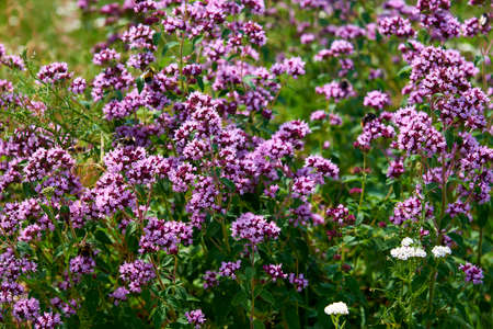 beautiful field of purple flowersの写真素材