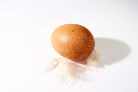 one chicken egg with feathers on a white background