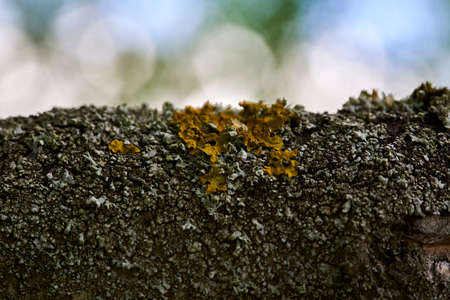 a branch of a tree with yellow lichenの写真素材