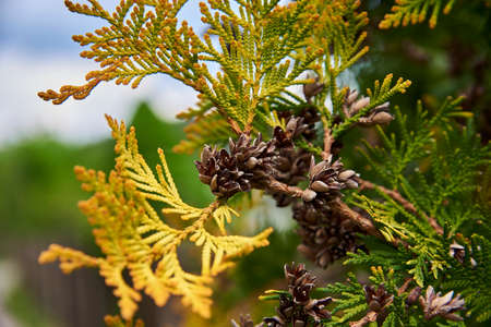 beautiful thuja cones against the blue skyの写真素材