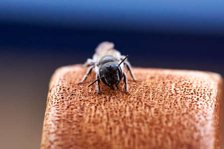 bee on a piece of wood close-upの写真素材