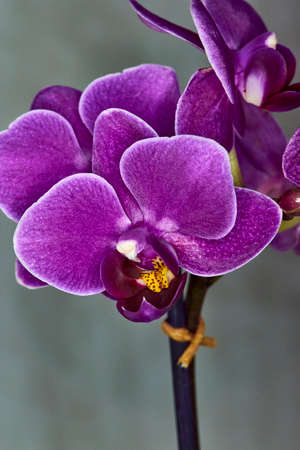 beautiful purple Orchid close upの写真素材