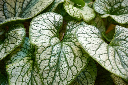 green leaves with white spotsの写真素材