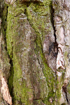 pine bark covered with mossの写真素材