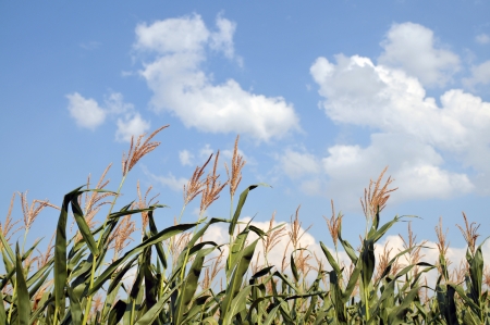 Stalks of corn against the clear summer skyの写真素材