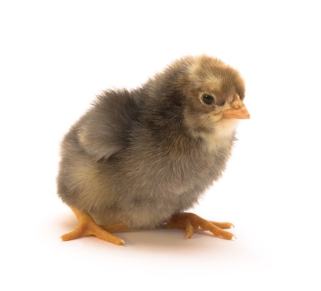 chicken who is represented on a white backgroundの写真素材