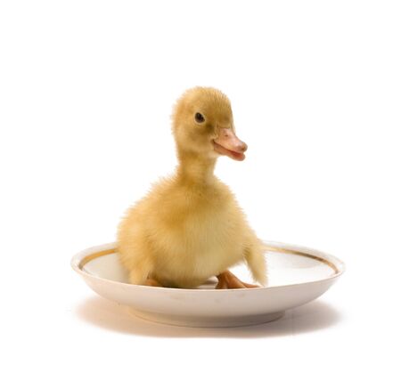 The duckling who is in a white saucerの写真素材
