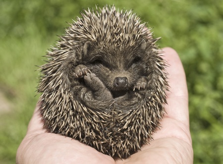 Small hedgehog who is in a hand of the personの写真素材