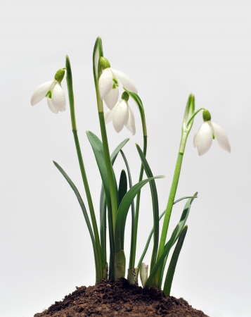 Some snowdrops which are photographed growing of the earthの写真素材