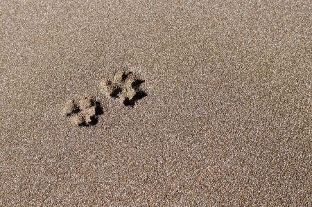Trace of a dog on sandの写真素材