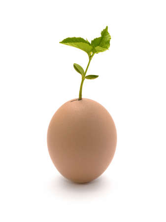 The sprout growing from egg. The image on a white background.の写真素材