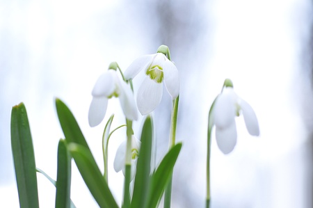 Some snowdrops which are photographed growing of the earth
