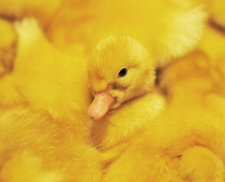 The small yellow duckling who is among other ducklingsの写真素材