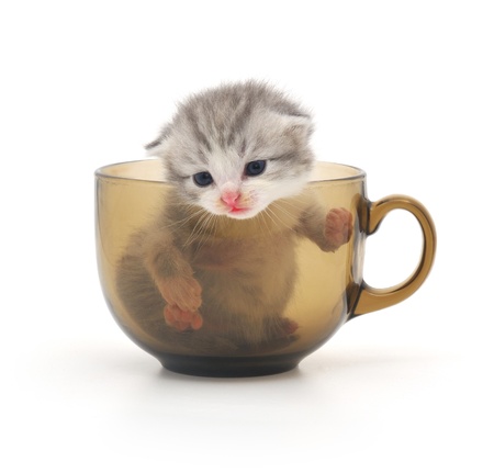 cute kitten in glass cupの写真素材