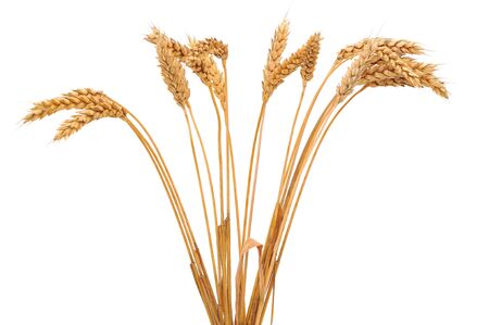 Isolated bunch of golden wheat ear after the harvest. の写真素材