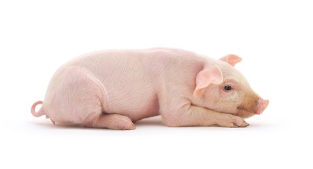 Pig who is represented on a white background の写真素材
