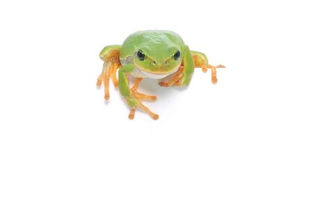 frog on the edge isolated on white の写真素材