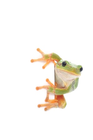 Isolated green frog peeping around placard