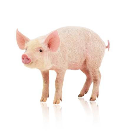 Pig who is represented on a white backgroundの写真素材