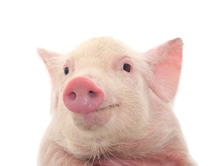 Portrait of a cute pig, on white backgroundの写真素材