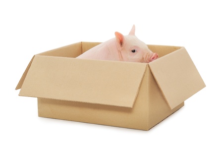 Pig in box on a white backgroundの写真素材