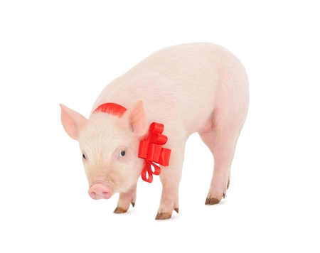 piglet with a red ribbon over white の写真素材