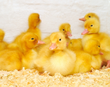 A bunch of little ducklings on a farm. One is standing apart from the bunch.の写真素材