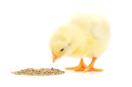 chicken with food on a white background. chicken with food on a white background.