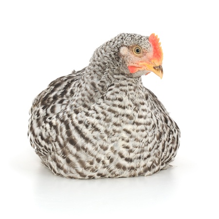 grey hen isolated on white, studio shot