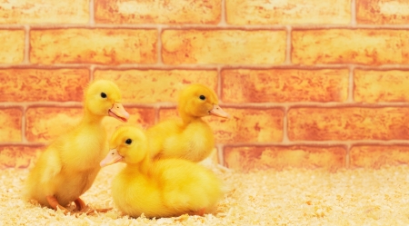A bunch of little ducklings on a farm. の写真素材