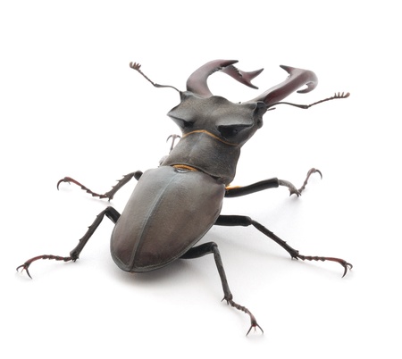 Male Reddish-brown Stag Beetle (Lucanus capreolus) isolated on white backgroundの写真素材