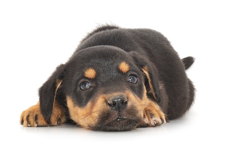 Baby puppy lying down against white background