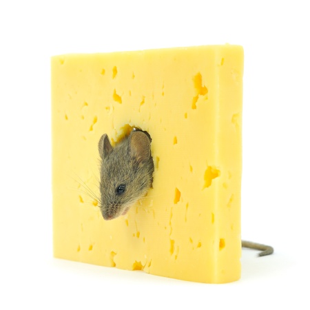 Cheese and grey mouse isolated on white.の写真素材