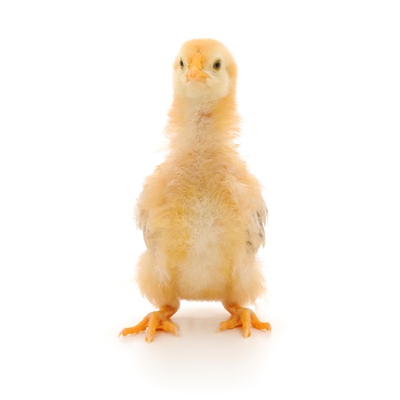 One small chicken on a white backgroundの写真素材
